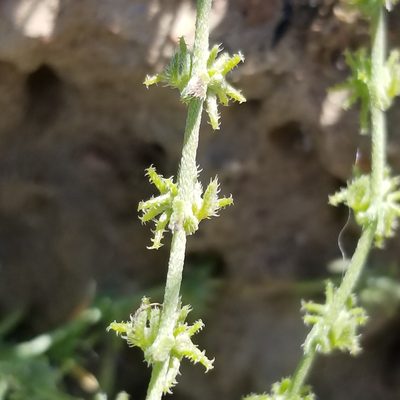 Harpagonella palmeri, photographed by James C. Davis