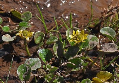 Halerpestes uniflora, photographed by Hugo Hulsberg