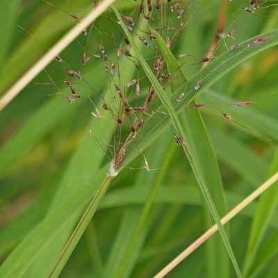 Capillipedium parviflorum, photographed by Max Campbell