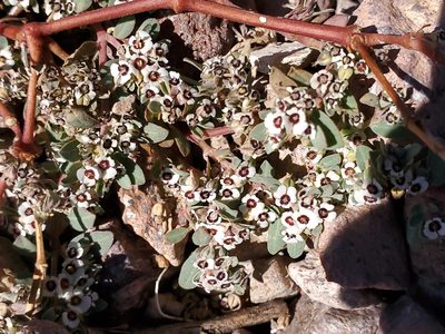 Euphorbia pediculifera, photographed by Craig Martin