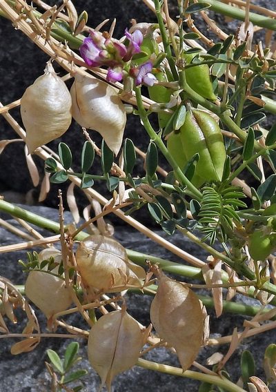 Astragalus pehuenches, photographed by Hugo Hulsberg