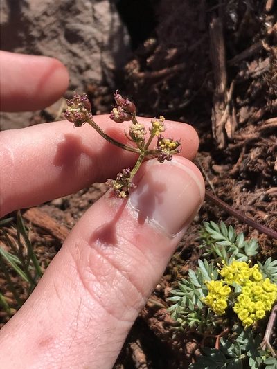 Lomatium hendersonii, photographed by Daniel Kennedy