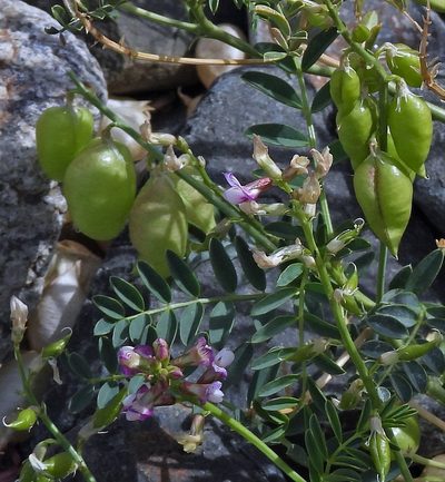 Astragalus pehuenches, photographed by Hugo Hulsberg