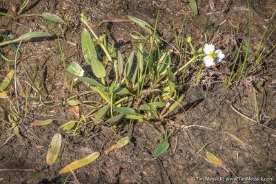 Damasonium californicum