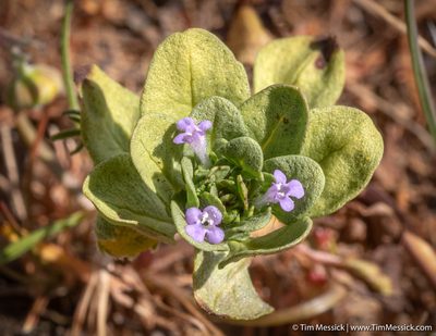 Pogogyne zizyphoroides, photographed by Tim Messick