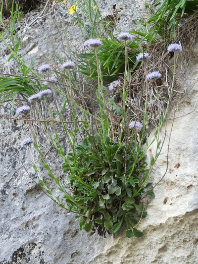 Globularia spinosa, photographed by Santiago Martín-Bravo