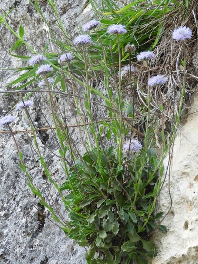 Globularia spinosa, photographed by Santiago Martín-Bravo
