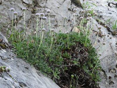 Globularia spinosa, photographed by Santiago Martín-Bravo