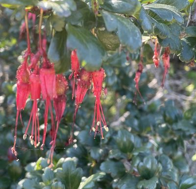 Ribes speciosum, photographed by Henrik Kibak