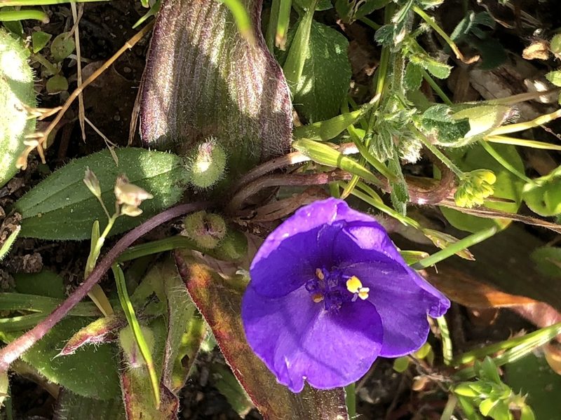 Tradescantia humilis, photographed by Andy Jordan