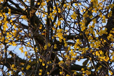 Loranthus europaeus, photographed by Patrick Hacker