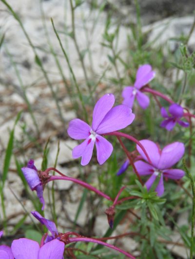 Viola cazorlensis, photographed by Santiago Martín-Bravo