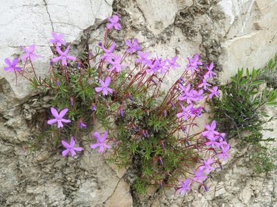 Viola cazorlensis, photographed by Santiago Martín-Bravo
