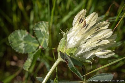 Trifolium fucatum, photographed by Tim Messick