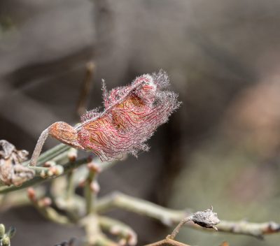 Adesmia argentea, photographed by Nicolás Villaseca Merino