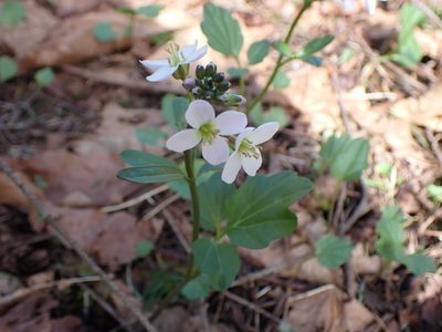 Cardamine nuttallii, photographed by Randal