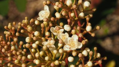 Photinia serratifolia, photographed by Adam Kranz