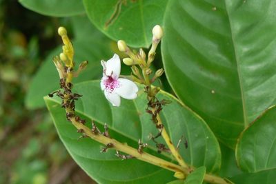 Pseuderanthemum maculatum, photographed by Dominik Maximilián Ramík
