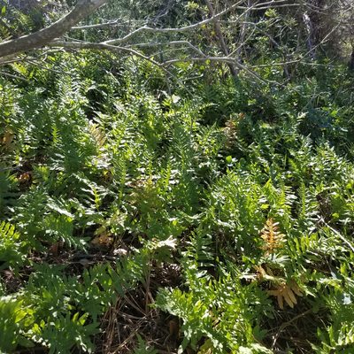 Polypodium californicum, photographed by James C. Davis
