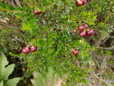 Gaultheria mucronata, photographed by Fernanda Isidora Améstica Rojas