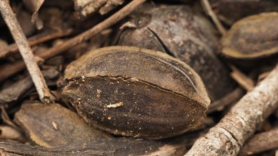 Carya illinoinensis, photographed by Adam Kranz