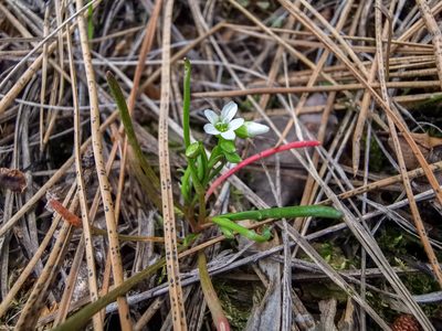 Montia linearis, photographed by Kalvin Chan