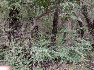 Nothofagus antarctica, photographed by Fernanda Isidora Améstica Rojas