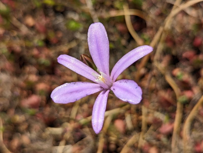 Brodiaea appendiculata, photographed by My-Lan Le