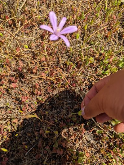 Brodiaea appendiculata, photographed by My-Lan Le