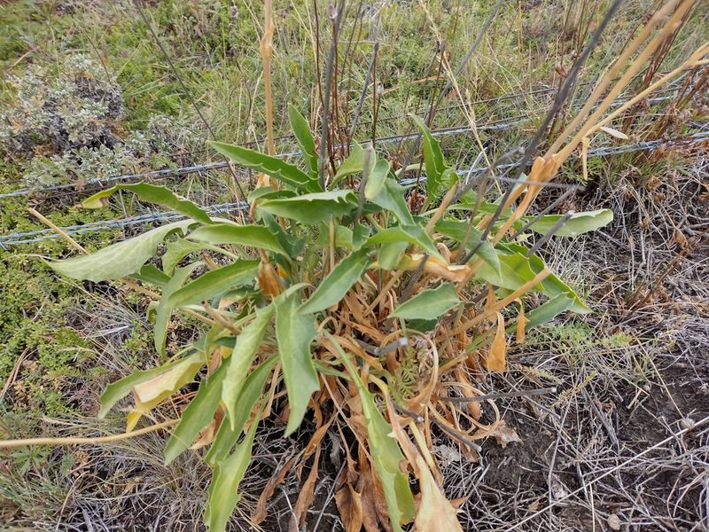 Valeriana carnosa, photographed by Fernanda Isidora Améstica Rojas
