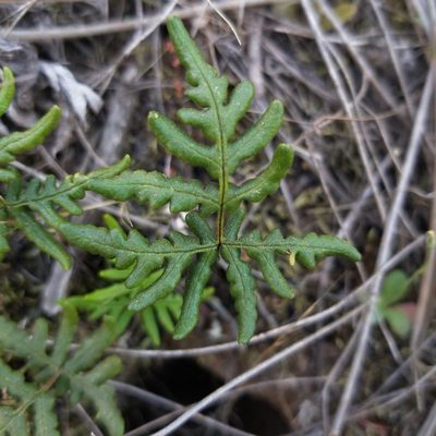 Pentagramma viscosa, photographed by James C. Davis