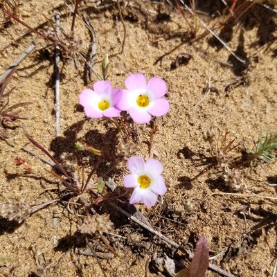 Linanthus dianthiflorus, photographed by James C. Davis