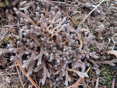 Selaginella rupestris, photographed by Gus