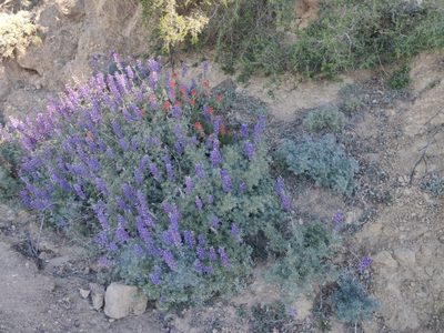 Lupinus albifrons, photographed by Alexander Wentworth