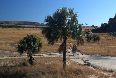 Bismarckia nobilis, photographed by Dominik Maximilián Ramík