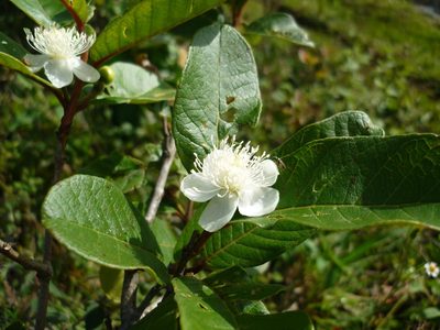 Psidium guineense, photographed by Daniel A. Monsalve Ortiz