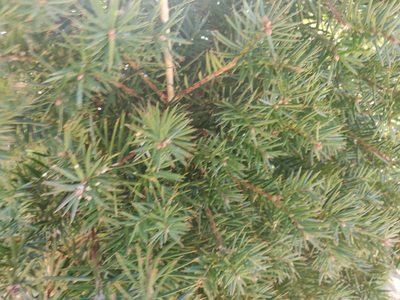 Torreya californica, photographed by Alexander Wentworth