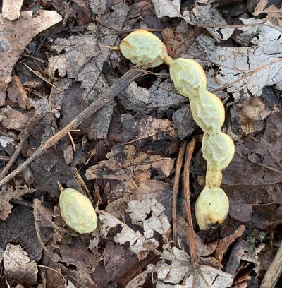 Styphnolobium japonicum, photographed by Carrie Seltzer