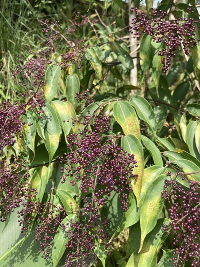 Miconia minutiflora, photographed by julianazuluaga-carrero
