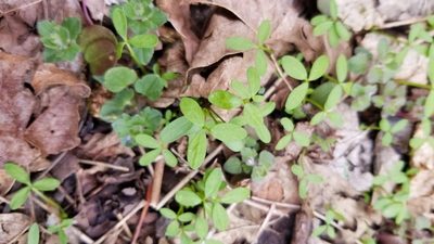 Floerkea proserpinacoides, photographed by botanygirl