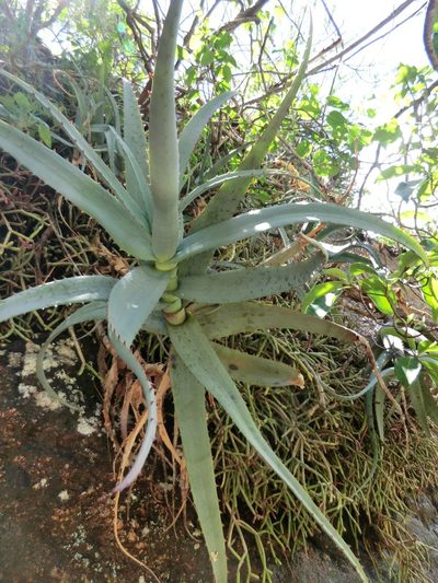 Aloe divaricata, photographed by Dominik Maximilián Ramík