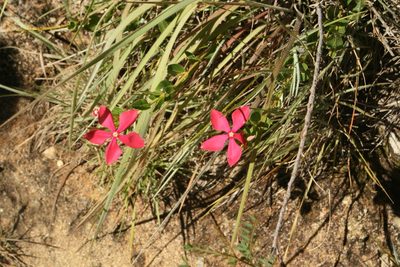 Catharanthus ovalis, photographed by Dominik Maximilián Ramík