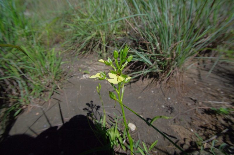 Cynorkis flexuosa, photographed by Dominik Maximilián Ramík