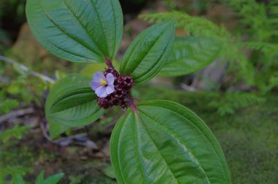 Tristemma mauritianum, photographed by Dominik Maximilián Ramík