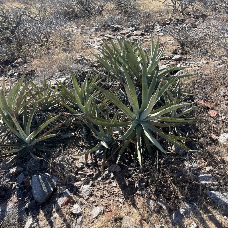 Agave aurea, photographed by Bill Levine