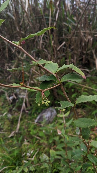 Berberis morii, photographed by Cheng-Te Hsu