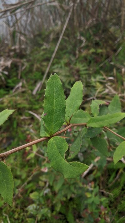 Berberis morii, photographed by Cheng-Te Hsu