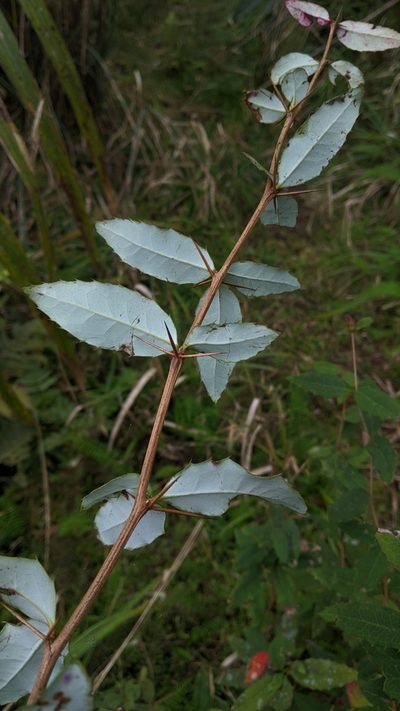 Berberis morii, photographed by Cheng-Te Hsu