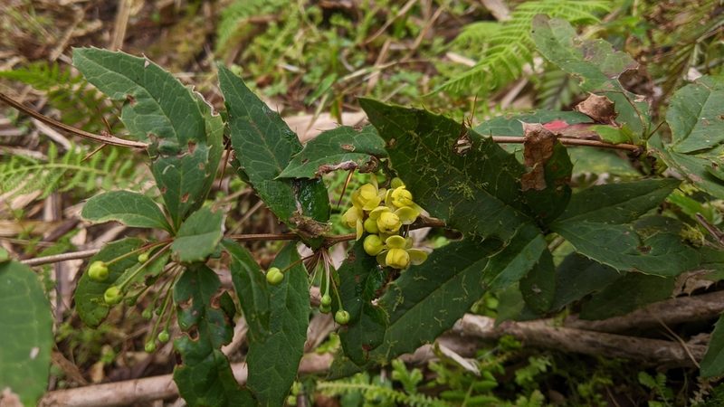Berberis morii, photographed by Cheng-Te Hsu
