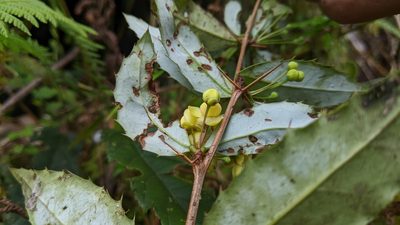 Berberis morii, photographed by Cheng-Te Hsu